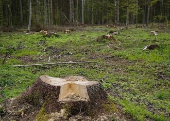 Furtul de arbori, fapta penala indiferent de cantitate