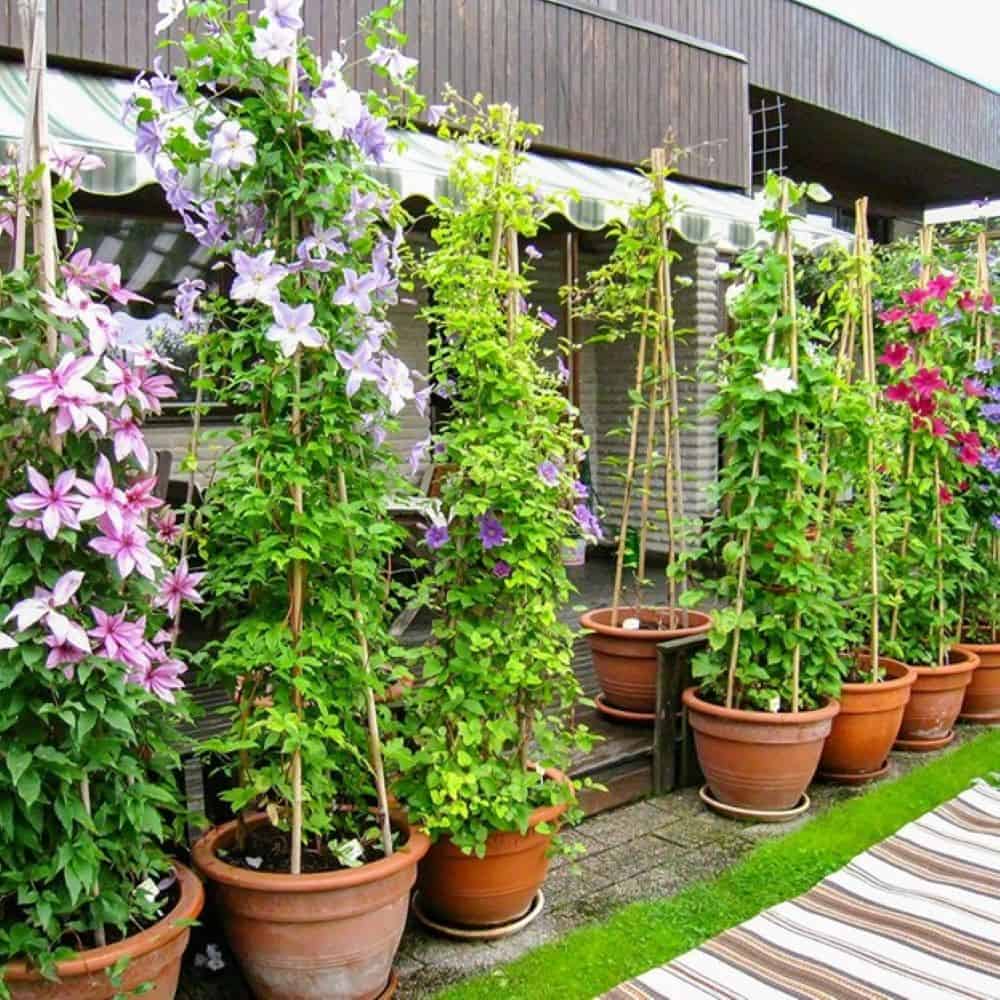 evită reclamațiile și învață de la grădinamax cum să uzi grădina corect