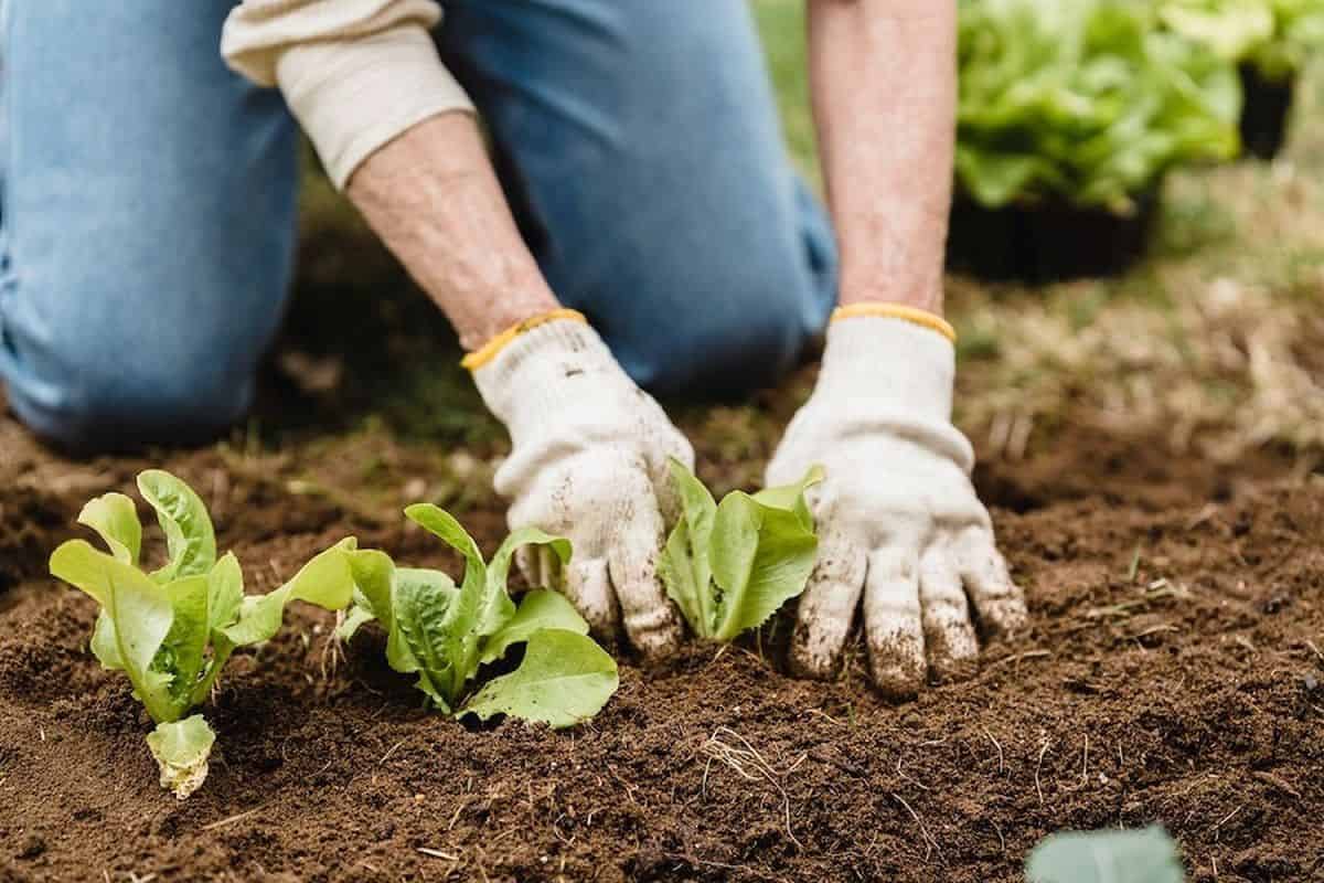 semințe de legume pe care le poți planta iarna. unde și cum le întreții?