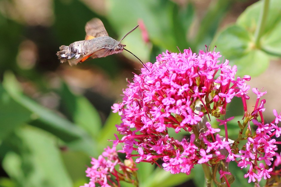Valeriana
