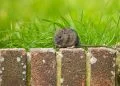strategii eficiente pentru a combate soarecii și șobolanii din grădină