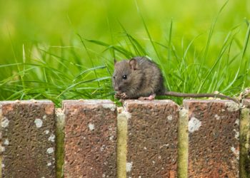 strategii eficiente pentru a combate soarecii și șobolanii din grădină