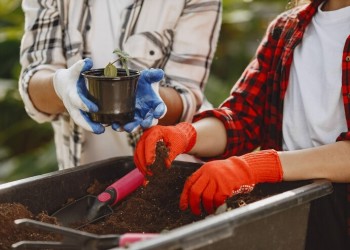 soluții inteligente pentru economisirea apei în grădină: cum să îngrijești plantele în mod sustenabil