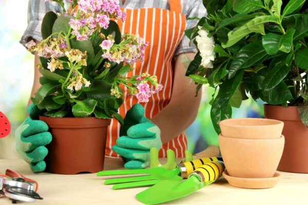 Ghid complet pentru întreținerea corectă a plantelor de apartament